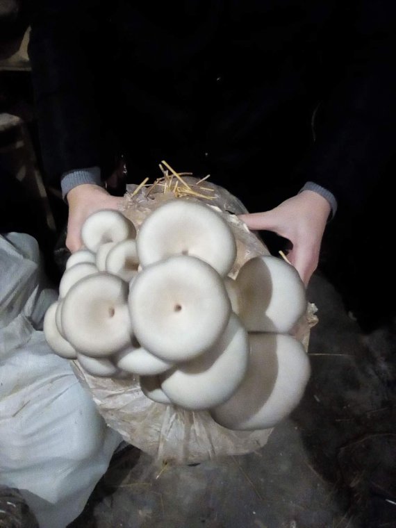 В середньому кілограм грибів коштує 1$
