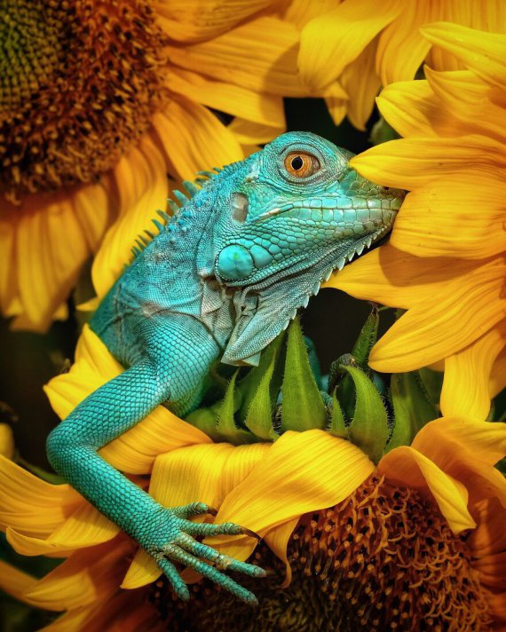 Показали топ-15 впечатляющих фото животных со всего мира