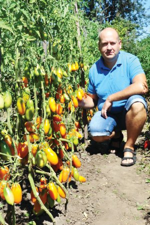 Руслан Духов вирощує помідори Мідас. Сорт дає продовгуваті оранжеві плоди вагою 120 грамів