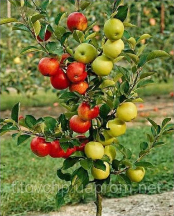 Андрей Титов 22 года занимается выращиванием посадочного материала плодовых, ягодных и декоративных культур