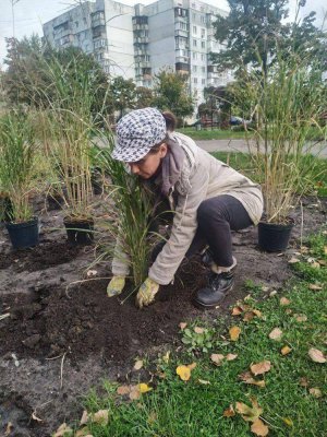 Квітникарка Лілія Осадчук садить міскантус тільки у вологі місця