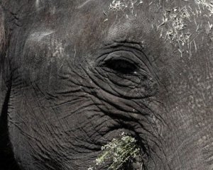 Певица спасла от смерти слона