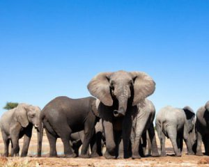 Страна продает на аукционе 170 слонов из-за засухи и нападения на людей