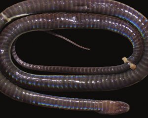 Незвична луска і колір: науковці знайшли новий вид змій