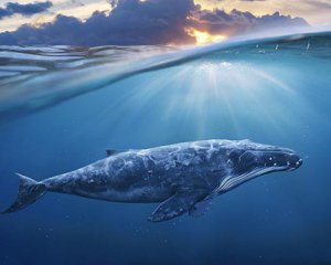Зоологи виявили раніше невідомий вид китів