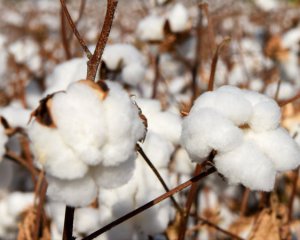 Більше півмільйона уйгурів змушують збирати бавовну