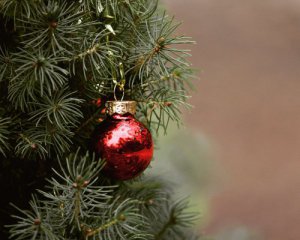 Как мошенники обманывают украинцев при покупке новогодних елок