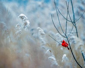 -10°С и дождь: погода удивит украинцев контрастами