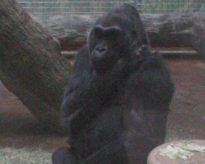 В неволе родилась первая горилла
