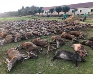 На ферме убили 540 оленей и кабанов