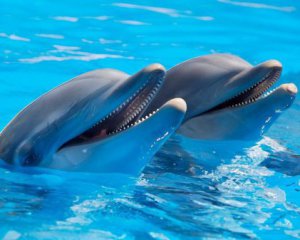 У Криму виявили рекордну кількість загиблих дельфінів