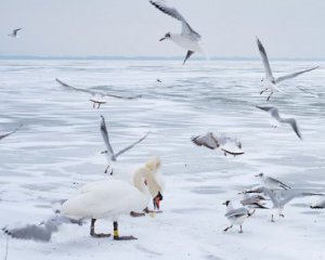 Врятували лебедя - птах опинився в крижаній пастці