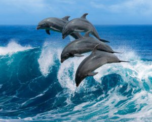 Из-за карантина дельфины вернулись в пролив Босфор