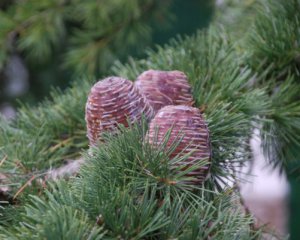 На Святвечір та Різдво оновили прогноз погоди