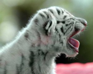В зоопарке родился редкий белый тигренок