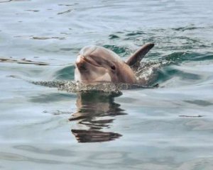 12 мужчин топорами зарубили редкого дельфина