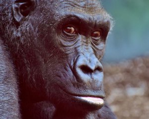 Горили вперше заразилися коронавірусом