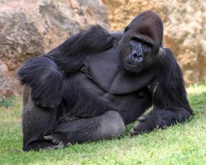 У зоопарку Сан-Дієго у горил підтвердили зараження коронавірусом