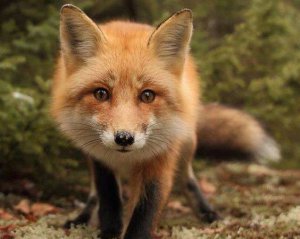 Нашестя лисиць - тварини в пошуках їжі розгулюють містом