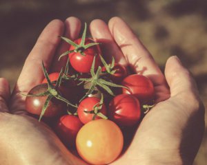 Выращивать томаты и дегустировать вино: какую необычную работу предлагают украинцам