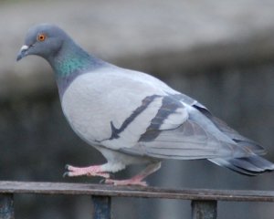 В Австралии убьют голубя, который прилетел из США - он нарушил карантин