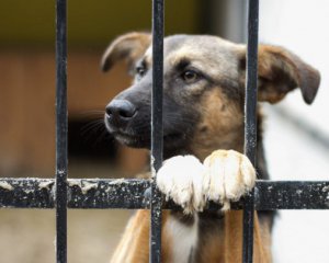 Таксі безкоштовно привозитиме безпритульних тварин новим господарям