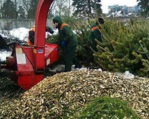Сколько времени есть у киевлян, чтобы сдать елки на переработку