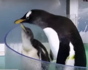 В зоопарке Мексики родился первый в стране пингвин