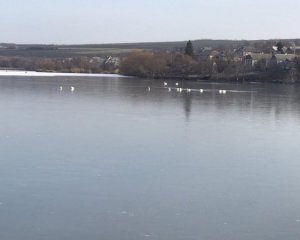 Врятували лебедів, що примерзли до криги