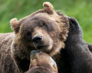 Родились трое медвежат - в Украине это редкость