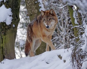 Волки держат в страхе несколько сел