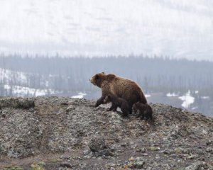 На горнолыжном спуске медведь погнался за туристом: видео