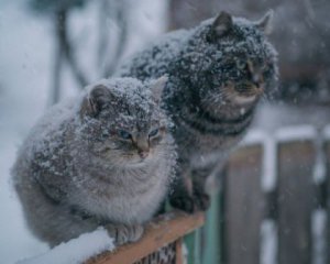 На Киев надвигается снежный циклон