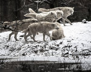 Стая волков нападает на деревню
