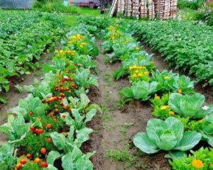 Як вдома легко визначити кислотність ґрунту для кращого врожаю