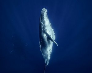 За китами будут следить из космоса