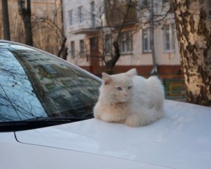 Подросток отрезал головы и распарывал уличных котов