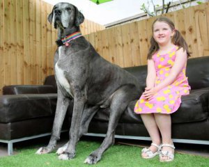 Умер самый высокий собака в мире