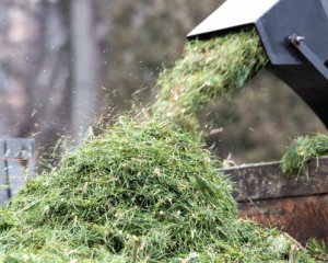 Кількість екологічно утилізованих ялинок зменшилася вдвічі - назвали причини