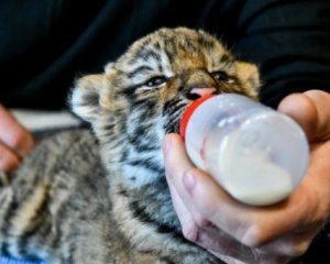 Як рятують покинутих тигренят і левеня