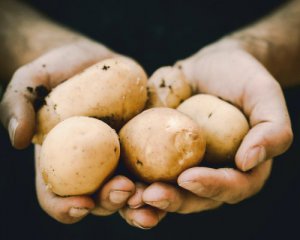Импорт картофеля увеличился в 250 раз