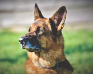 Чоловік морив голодом викрадених вівчарок: подробиці