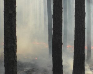 За выжигание лесов будут наказывать по-новому