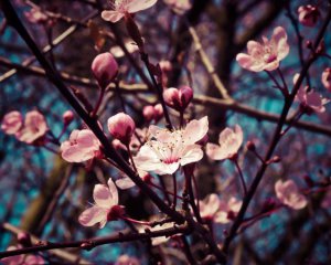 Температурні гойдалки до Великодня: коли в Україну прийде тепло