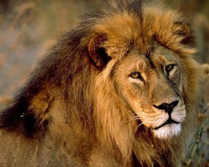 На працівницю зоопарку напав лев