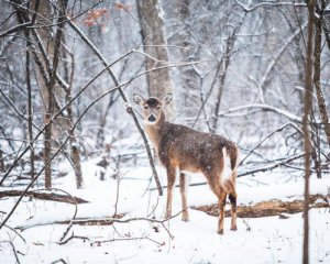 Контраст температур: в Україні домінуватиме антициклон