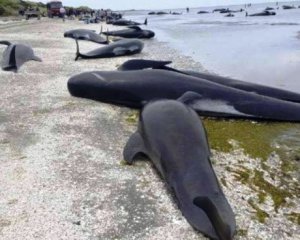 Понад 100 мертвих дельфінів викинуло на узбережжя Мозамбіку