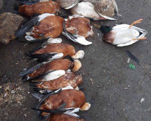 Загибель птахів в Асканії. Провели перші дослідження