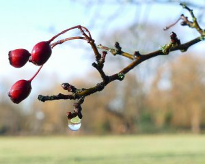 Місцями до +15: яким регіонам пощастить із погодою