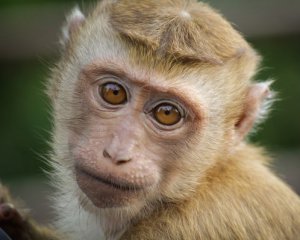 Мавпи ставлять створення нових Covid-вакцин під загрозу